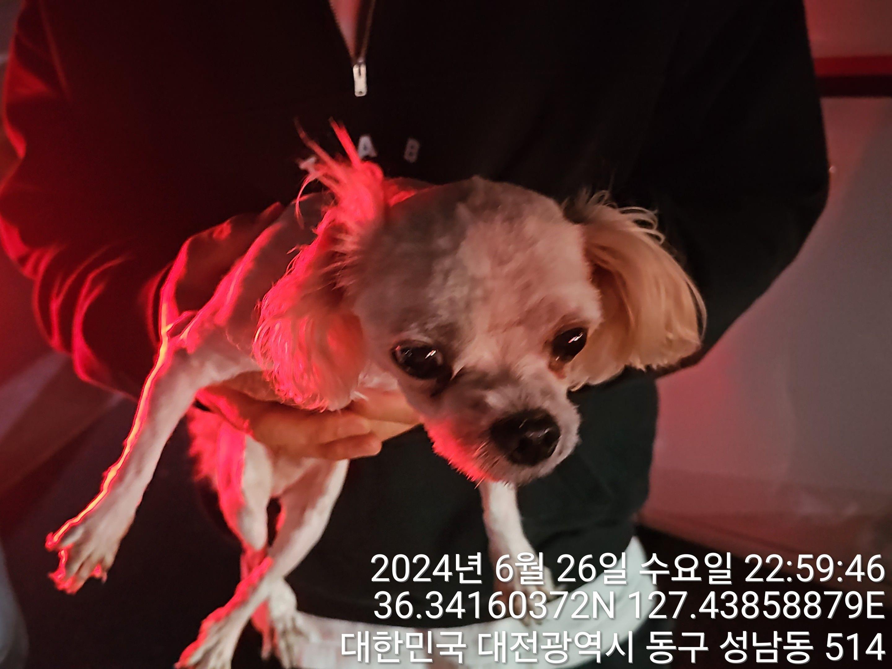 종료(반환) 말티즈…